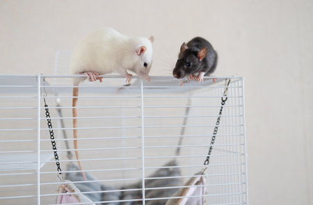 Black and white rat on white wire cage. Studio pet portrait. Pet care and domestic animals concept for design and print.の写真素材