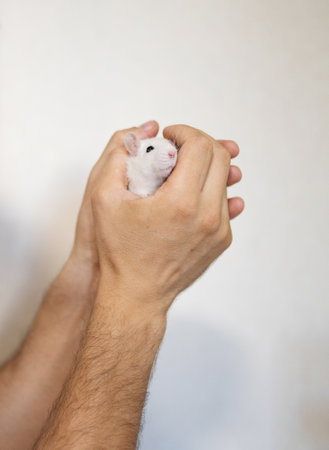 White hamster in man's hand on a white background. Close up.の写真素材
