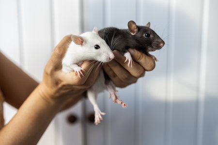 White and black rats in the hands of a woman on a white background