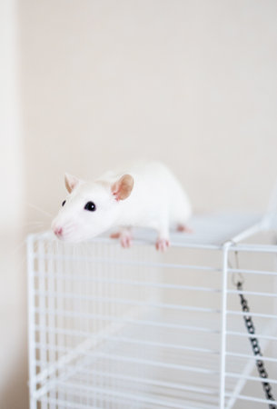 White rat in a cage on a white background. Symbol of the year 2020.の写真素材