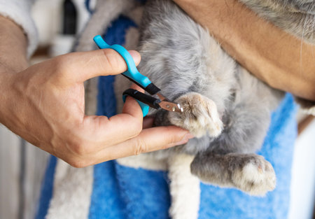 Hands of a veterinarian trimming the claws of a cat with scissorsの写真素材