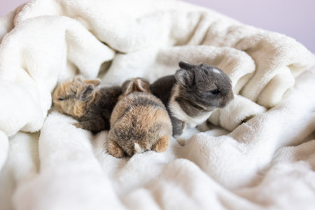 Cute little rabbits sleeping on white blanket. Selective focus.