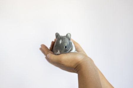 Newborn baby bunny in woman hands. Woman holding tiny bunny in hand with tenderness and love. People take care of a pet. New life of animal.の写真素材