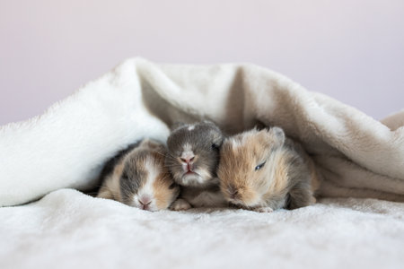 Adorable baby bunnies sleeping under soft blanket on white backgroundの写真素材