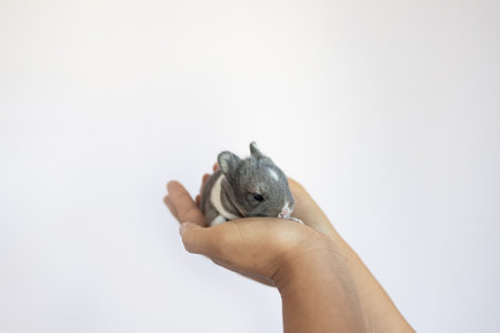 Gray hamster in human hand on white background. Close up.の写真素材