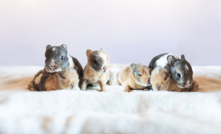 A group of lovely bunny easter fluffy baby rabbits sitting and sleeping in warm soft white blanket on white background.の写真素材