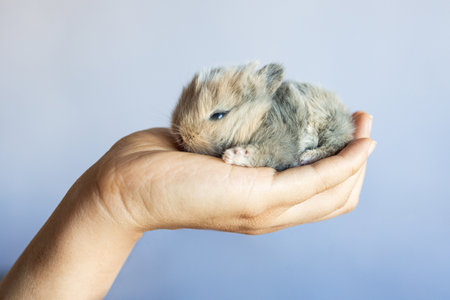 Cute little rabbit in hand on blue background, close up.の写真素材
