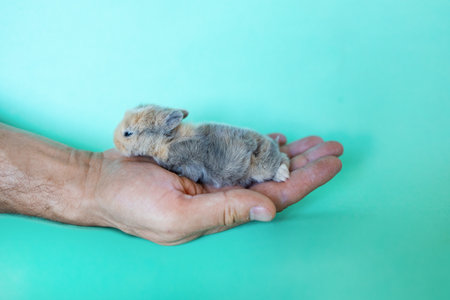 Cute little bunny in human hand on green background. Animal care conceptの写真素材