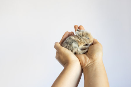 Cute little bunny in woman hands isolated on white background. Animal care concept.の写真素材