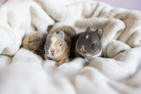 A group of lovely bunny easter fluffy baby rabbits sitting and sleeping in warm soft white blanket on white background.の写真素材