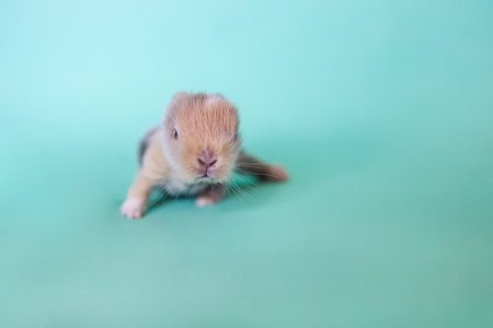 Little baby rabbit bunny playful on green background. Healthy fluffy hair new born rabbit brown bunny sitting in studio. Animal cute pet lovely furry bunny concept.の写真素材