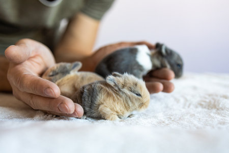 Hands of a man holding a baby rabbit on a white backgroundの写真素材
