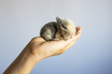 Newborn rabbit in hand on a gray background. Close-up.の写真素材