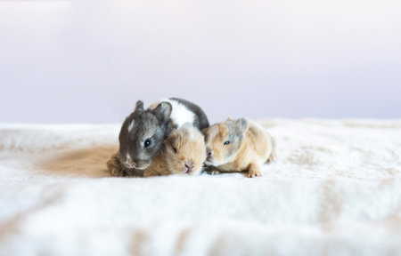 A group of lovely bunny easter fluffy baby rabbits sitting and sleeping in warm soft white blanket on white background.の写真素材