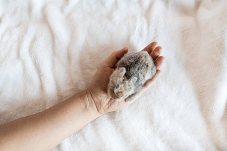 Female hand holding a small gray fluffy hamster on a white backgroundの写真素材