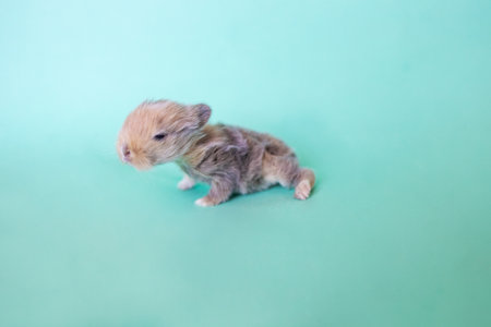 Cute little baby rabbit isolated on green background with copy space.