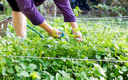 Gardener woman cutting parsley leaves in the vegetable garden.
