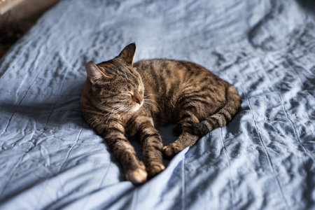 Cute tabby cat sleeping on bed at home. Adorable pet.