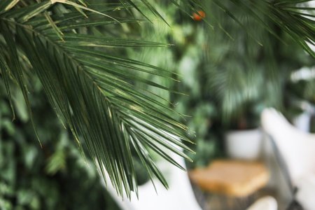 Green palm leaves on blurred background, closeup. Space for textの写真素材