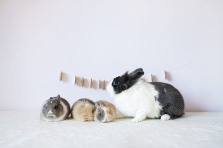 Rabbits and little gray and black baby rabbit on white background