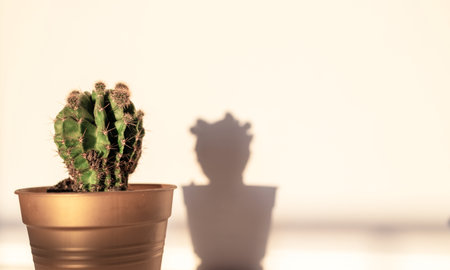 Cactus in a pot on a white background with a shadow.の写真素材