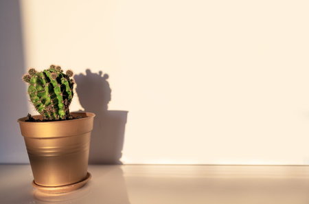 Cactus in a pot on a white background with a shadow.の写真素材