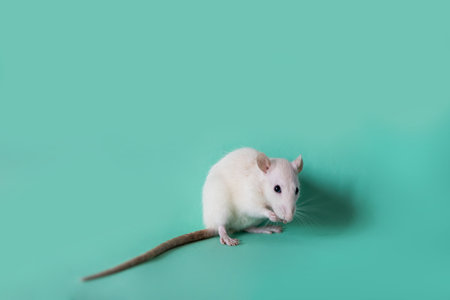 Cute detailed portrait of a young white rat, standing side ways. Looking curious towards camera. Isolated on a green background.の写真素材