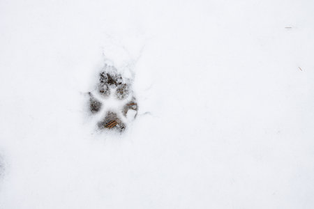 Traces of a dog in the snow, close-up.の写真素材