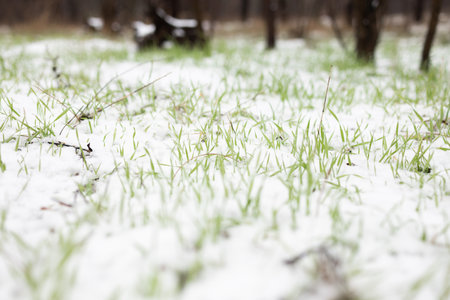 green grass under the snow. shallow depth of fieldの写真素材