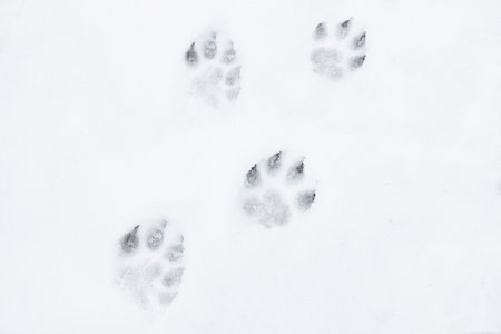 Footprints in the snow.の写真素材