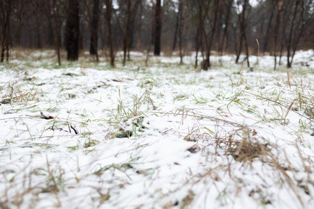 snow on the grass in the forest in the early spring.の写真素材