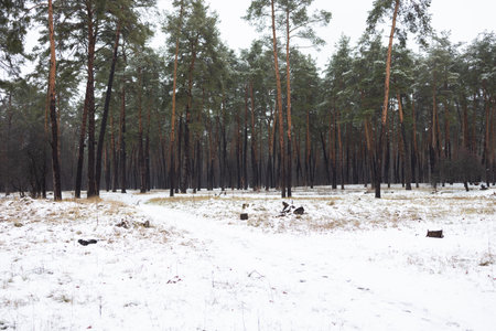 Winter has come. First snow frost. Morning walk, snow, ice, forest. Winter landscape in the forest.の写真素材