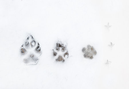 Snow covered surface with dog and bird prints. Top view on bird footprints. Trace of birds on snow covered ground.の写真素材