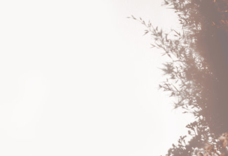 Dry pampas grass red in stylish vase. Shadows on the wall. Silhouette in sunlight. Minimal interior decoration conceptの写真素材