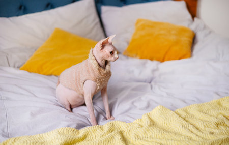playful sphynx cat sitting on bed playing with blanket bed sheet in bedroom. adorable domestic pet playing.の写真素材