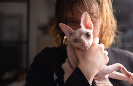 Adorable bald sphynx kitty. Young pet-centric owner taking care of animal. Looking with love and...