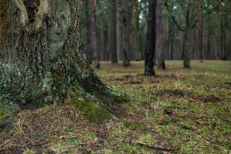Old tree with moss in the forest. Early spring. Latvia.の写真素材
