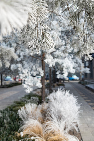 Pine branches covered with hoarfrost on the background of the roadの写真素材