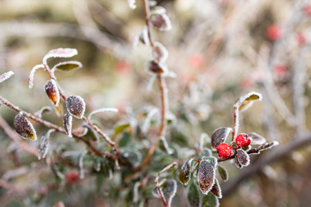 Frosted rosehip berries on a branch in the winter.の写真素材