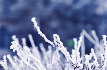 Hoarfrost on the branches of bushes in the winter forest.の写真素材