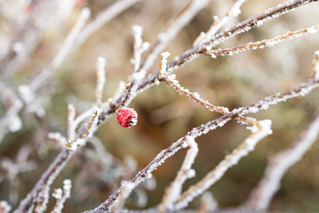 Frost-covered white branch of a dry plant on a blurred background in winter. Winter view.の写真素材