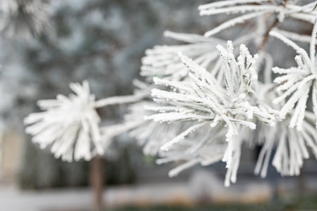 The branches of a Christmas tree are covered with hoarfrost.の写真素材