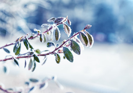 Frosty nature background. Winter landscape with frozen grass. Hoarfrost on the branches of bushes in the city park.の写真素材