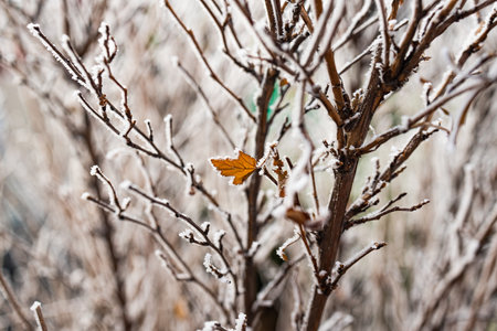 Frosty nature background. Winter landscape with frozen yellow leaf on snowy branch. Frost on the plants on a winter day.の写真素材