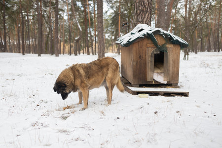 Portrait of an old dog sitting near a dog house. Winter, snow.の写真素材