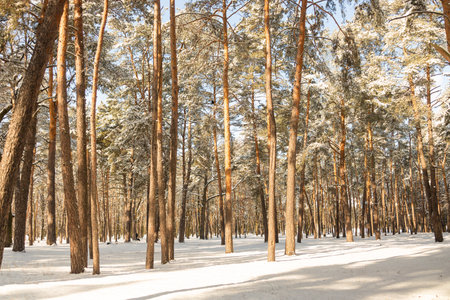 Winter has come. First snow frost. Morning walk, snow, ice, forest. Pine trees in forest with first snow.の写真素材