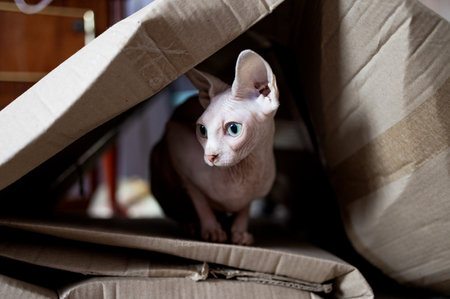 The cat of the Canadian Sphynx breed sits in a cardboard box.