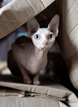 Beautiful sphynx cat with blue eyes sitting in a boxの写真素材