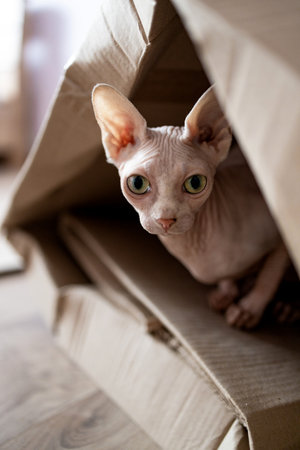 The cat of the Sphynx breed sits in a cardboard box.の写真素材