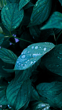raindrops on fresh green leaves on a black background. Macro shot of water droplets on leaves. Waterdrop on green leaf after a rain.の写真素材